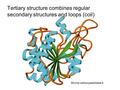 Tertiary structure combines regular secondary structures and loops (coil) Bovine carboxypeptidase A.