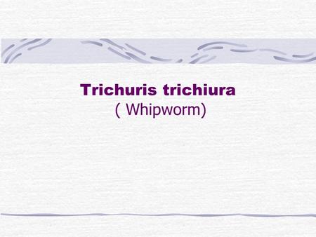 Trichuris trichiura ( Whipworm). Trichuris Trichiura I. Morphology : Adult: the worm looks like a buggy whip, the anterior 3/5 is slender and the posterior.