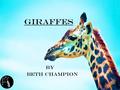 HomeHome Giraffes by Beth Champion. HomeHome Navigation HomeIntroductionVideo Facts List of species Summary.