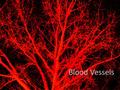 Blood Vessels. Learning Objectives: Compare and understand the difference in the structure and function of Arteries Veins Capillaries.
