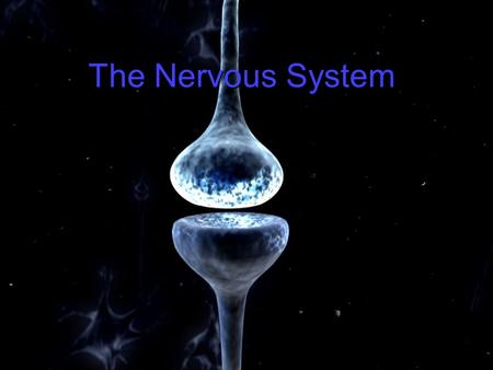 The Nervous System. 2 Nervous System Organization All animals must be able to respond to environmental stimuli -Sensory receptors = Detect stimulus -Motor.