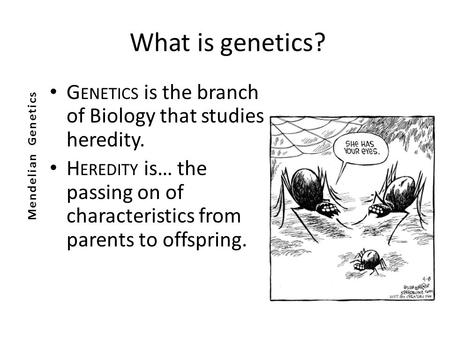 What is genetics? G ENETICS is the branch of Biology that studies heredity. H EREDITY is… the passing on of characteristics from parents to offspring.