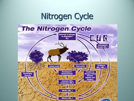 Nitrogen Cycle. Nitrogen Most abundant element in the atmosphere 78% of the air we breathe is N ₂.