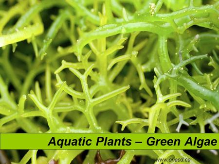 Aquatic Plants – Green Algae www.onacd.ca. Green Algae ChlamydomonasSpirogyraUlva There are approximately 6000 species of green algae. Many live their.