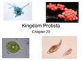 Kingdom Protista Chapter 20. General Characteristics of Protists: ALL Eukaryotes that cannot be classified as a plant, animal, or fungus. They have a.