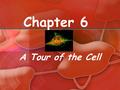 Chapter 6 A Tour of the Cell. Things to Know The differences between eukaryotic and prokaryotic cells The structure and function of organelles common.
