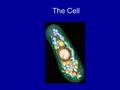 The Cell. Cell Theory One of the most controversial statements of its time 1.All living things are composed of cells 2.Cells are the basic unit of structure.
