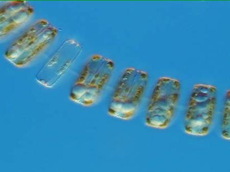 Diatom Thalassiosira pseudonana 1.Eukaryote 2.Nuclei in Cells 3.Single Celled 4.No cell wall 5.Autotroph 6.Sessile (but planktonic– floats in the current.