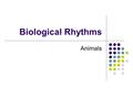 Biological Rhythms Animals. Definitions Biological clock is an internal timing system which continues without external time clues, and controls the time.