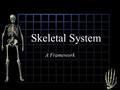 Skeletal System A Framework. Axial Skeleton A. cranium B. vertebrae C. ribs D. sternum.