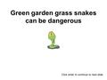 Green garden grass snakes can be dangerous Click enter to continue to next slide.