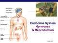 AP Biology 2006-2007 Endocrine System Hormones & Reproduction.