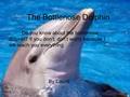 The Bottlenose Dolphin Do you know about the bottlenose dolphin? If you don’t, don’t worry because I will teach you everything. By Laurel.