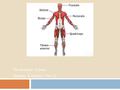The Muscular System Chapter 3, Lesson 1 Part 2. Introduction to the Muscular System  Deltoid  Trapezius  Triceps  Biceps  Abdominal Muscles  Quadriceps.