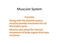 Muscular System Function Along with the skeletal system, muscles provide movement for all the body’s parts. Muscles also allow for internal movement of.