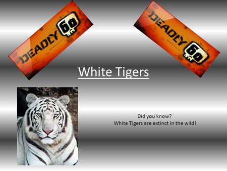 White Tigers Did you know? White Tigers are extinct in the wild!
