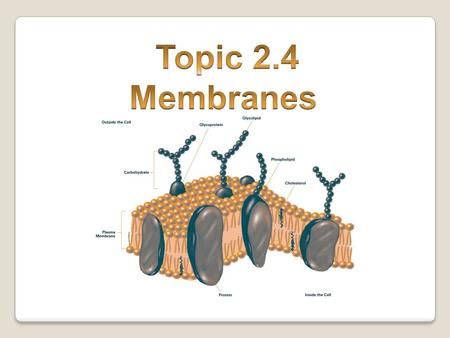 Functions of the plasma membrane 1.Holds the cell together 2.Controls what goes in and out (diffusion, osmosis, active transport) 3.Protects the cell.