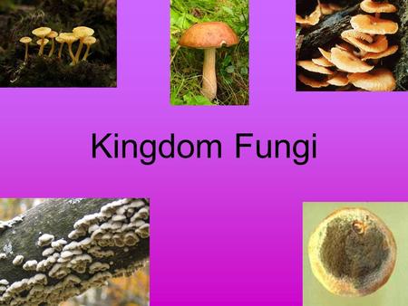 Kingdom Fungi. Eukaryotic Heterotrophs (decomposers) Cell walls made of chitin –Complex carbohydrate also found in the external skeletons of insects.