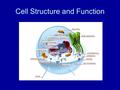 Cell Structure and Function. Procaryotic Cells No membrane bound organelles Typically unicellular.