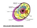 CELLULAR ORGANIZATION. Organisms Are Made of Cells Some organisms are single-celled (unicellular) – Ex. Bacteria, Protists (euglena, paramecium, algae),