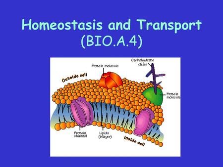 Homeostasis and Transport (BIO.A.4) The Balancing Act of Life Homeostasis – process by which an organisms maintains a relatively stable internal environment.