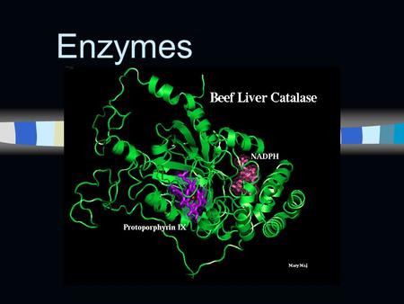 Enzymes. n Catalytic proteins n Catalyst - a chemical agent that changes the rate of reaction, without being consumed by the reaction.