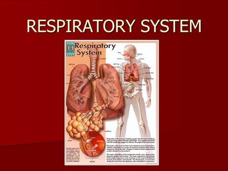 RESPIRATORY SYSTEM. What is the Purpose of the Respiratory system? The purpose of the respiratory system is to bring oxygen into the blood and to remove.