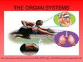 THE ORGAN SYSTEMS