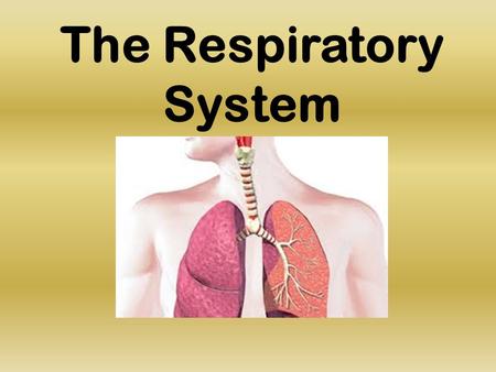 The Respiratory System. What is the Purpose? The respiratory system allows oxygen to enter the blood and carbon dioxide to exit the blood. We would not.