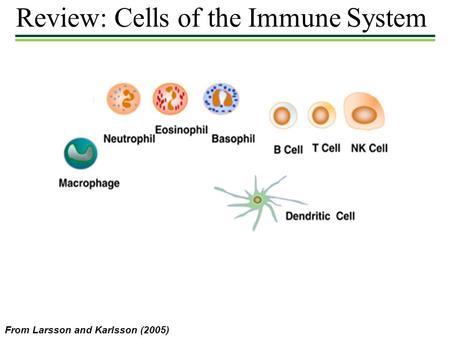 Review: Cells of the Immune System From Larsson and Karlsson (2005)