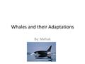Whales and their Adaptations By: Mehak Introduction Big, cute, and blue! Have you ever seen a whale? Here are some adaptations to help the blue and humpback.