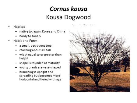 Cornus kousa Kousa Dogwood Habitat – native to Japan, Korea and China – hardy to zone 5 Habit and Form – a small, deciduous tree – reaching about 30' tall.