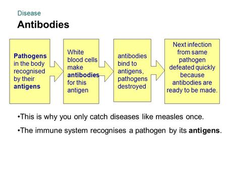 This is why you only catch diseases like measles once. The immune system recognises a pathogen by its antigens. Antibodies Disease Pathogens in the body.