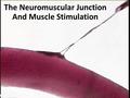 The Neuromuscular Junction And Muscle Stimulation.