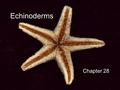 Echinoderms Chapter 28. Echinoderm characteristics Spiny skin Tube feet Water vascular system Usually body parts are 5x.
