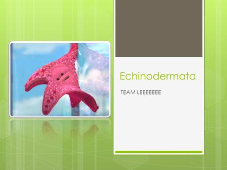Echinodermata TEAM LEEEEEEE. Number of Germ Layers  Echinodermata are triploblastic  3 germ layers Class aseroidera- sea star.