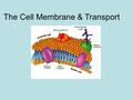 The Cell Membrane & Transport The Cell Membrane The cell membrane is a skin-like structure surrounding the cytoplasm serving as a barrier to the cell’s.