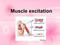 Muscle excitation. The excitation of muscles depend on the arrival of a stimulus to the muscle cell membrane to generate an excitation (action potential.