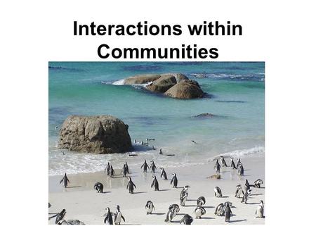 Interactions within Communities. A community consists of all populations of different species that interact together in a given ecosystem. Some organisms.