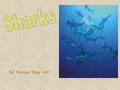 By: Nicklaus Wang 3-HJ. Introduction The animal I want to research the shark. Sharks is from the group of vertebrates called fish. I wanted to learn more.