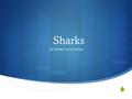  Sharks By Hunter Lucas Hahm. What sharks eat Lobsters barracuda lumpfish seahorses rays tuna krill fish seals shrimp toddies dolphins crabs jellyfish.