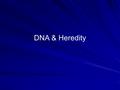DNA & Heredity. Vocabulary Fertilization-male and female reproductive cells join Dominant trait- the gene that shows Recessive trait- the gene that doesn’t.
