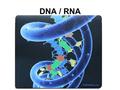 DNA / RNA. DNA Deoxyribonucleic Acid Located in the nucleus / never leaves the nucleus Makes up the chromosomes 4 Nitrogenous Bases: –A = Adenine –C.