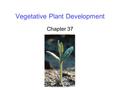 Vegetative Plant Development Chapter 37. 2 Embryo Development Begins once the egg cell is fertilized -The growing pollen tube enters angiosperm embryo.