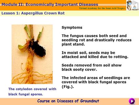 Symptoms The fungus causes both seed and seedling rot and drastically reduces plant stand. In moist soil, seeds may be attacked and killed due to rotting.