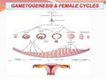 GAMETOGENESIS & FEMALE CYCLES