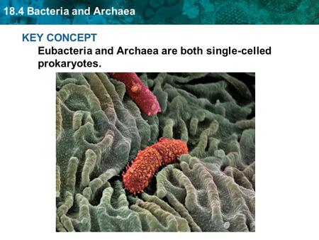 18.4 Bacteria and Archaea KEY CONCEPT Eubacteria and Archaea are both single-celled prokaryotes.
