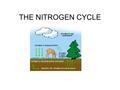 THE NITROGEN CYCLE. Importance of Nitrogen in amino acids (building blocks of proteins) in nucleic acids (ex. DNA)