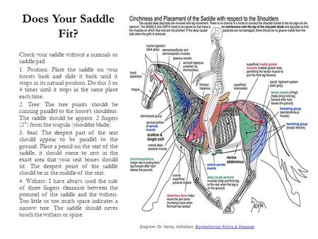 Does Your Saddle Fit? Check your saddle without a numnah or saddle pad 1. Position: Place the saddle on your horses back and slide it back until it stops.