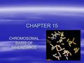 CHAPTER 15 CHROMOSOMAL BASIS OF INHERITANCE. CHROMOSOMAL THEORY OF INHERITANCE - GENES HAVE SPECIFIC LOCI ON CHROMOSOMES, AND IT IS THE CHROMOSOMES THAT.